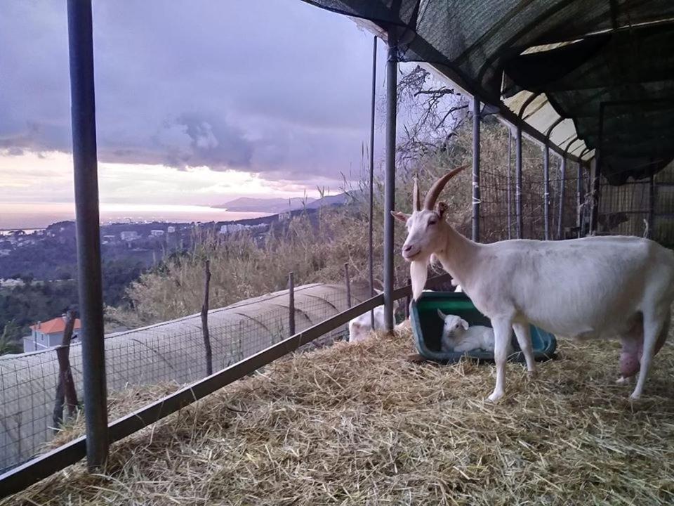 فيلا جنوةفي Agriturismo Fattoria Montecontessa المظهر الخارجي الصورة