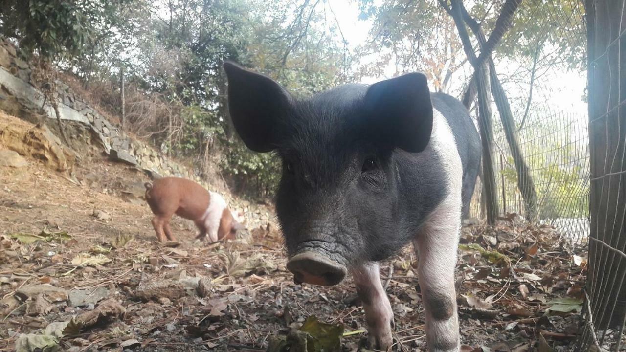 فيلا جنوةفي Agriturismo Fattoria Montecontessa المظهر الخارجي الصورة